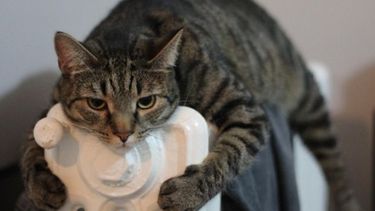 El domingo será helado y hay alerta de nevadas cordilleranas