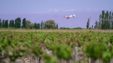 El Ministerio de Producción comenzará con las aplicaciones aéreas de insecticidas contra la lobesia botrana.