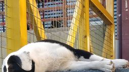 El perrito sanjuanino de la Facultad que es furor en Instagram