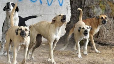 El intendente de Ullum dice que no es un loco suelto queriendo eliminar perros