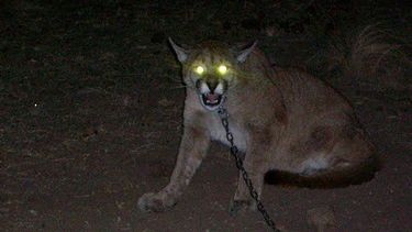 Tenían un puma encerrado en el centro