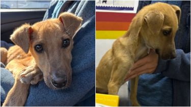 Fotos: Fundación Patitas Sin Hogar.