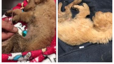 Niños mataron a patadas a un cachorro en una plaza sanjuanina