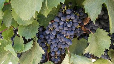 San Juan invita a homenajear el malbec