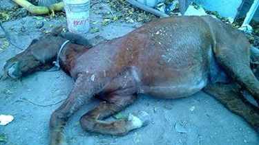 Harán una marcha para defender a los animales