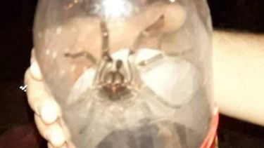 Sanjuanino quiso vender una araña por internet: le dijeron de todo