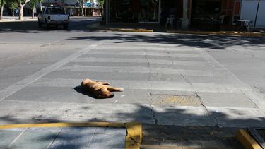 Jueves, feriado de la Fundación de San Juan: ¿qué funciona y que no?