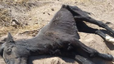Albardón: abandonaron a una yegua para que muera deshidratada en el medio del desierto