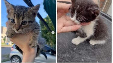 La comunidad proteccionista sanjuanina, en alerta por una mujer que adopta gatos bebes en cantidad