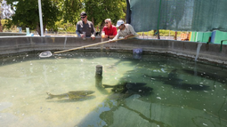 En el Parque de la Biodiversidad se alcanzó la producción de 780 mil ovas de sogyo.