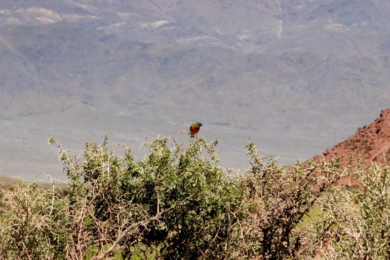Algunas aves poco vistas para el común de los sanjuaninos a simple vista, se pueden observar antes de que la altura determine el limite para algunos animales.&nbsp;