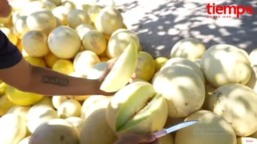 Catar San Juan: probamos los mejores melones del condado