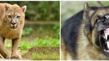 Matanza en Albardón: buscan un puma, pero puede ser un perroUn puma habría matado 3 perros en una localidad de Albardón