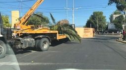 Arrancaron la palmera de la rotonda del Marcial Quiroga: tenía 50 años