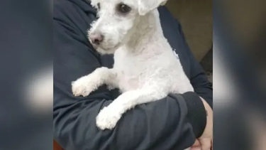 TikTok: la confusión en una peluquería canina que se volvió viral