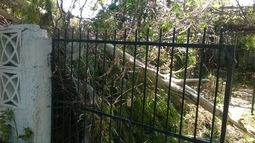 La lluvia tiró varios árboles y postes de luz en Capital y Chimbas