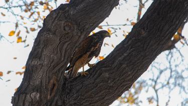 ¿Cómo llegaron los gavilanes a la plaza de Jáchal y por qué atacan a los vecinos?