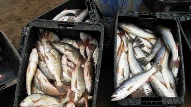 SENASA alertó contra la venta ambulante de pescado