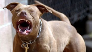 Un pibe de 4 años terminó en el hospital tras el ataque de un pitbull Un pibe de 4 años terminó en el hospital tras el ataque de un pitbull