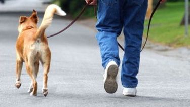Tenencia responsable de mascotas en Capital