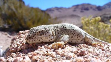 Piedra libre a la flora y fauna de San Juan