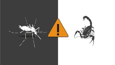 Así podés prevenir el dengue y las picaduras de alacranes