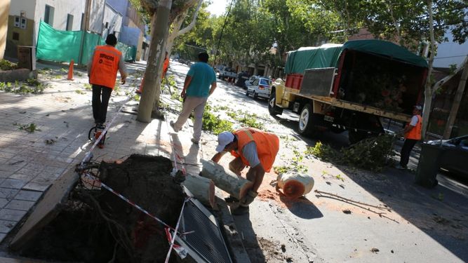 Un colectivo arrancó un árbol de raíz en pleno centro