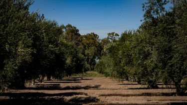 La colección de reconocimiento internacional tiene más de 150 variedades cultivadas - Fotografía Mariano Martín