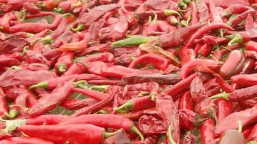 Capacitarán a productores de pimiento del Valle