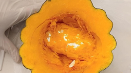 El zapallo con el teléfono en su interior, que fue descubierto en el ingreso al Penal de Chimbas. El zapallo con el teléfono en su interior, que fue descubierto en el ingreso al Penal de Chimbas.