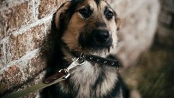 Tras los reiterados casos de maltrato animal en San Juan, presentarán un proyecto para agravar las penas