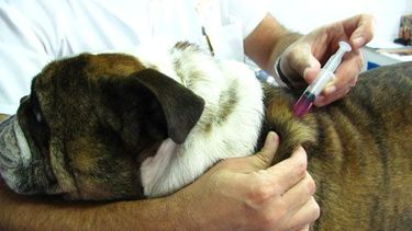 Vacunación y desparasitación de mascotas en Chimbas