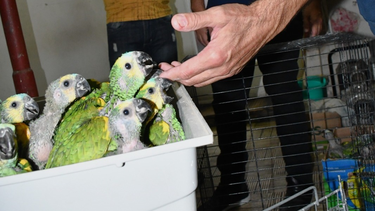 Buscan un destino para los casi 100 loros rescatados en San Juan del tráfico ilegal de aves.