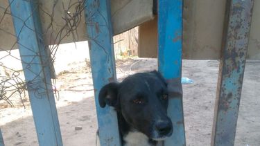 Denuncian que un perro lleva 10 días encerrado sin agua ni comida