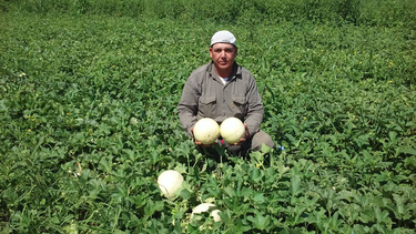 Los factores por los que habrá menos melón esta temporada