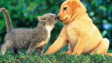 Las mascotas también se cuidan en Rawson