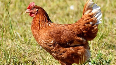 Cómo es el plan que idea San Juan ante posibles casos de Influenza Aviar