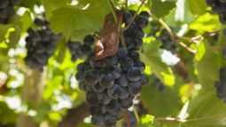 Ya entregan difusores de feromonas para productores de vid