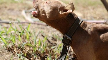 Dónde van los animales sin hogar