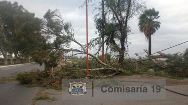 Cayó un árbol por el fuerte viento en San Martín y dejó a varios barrios sin luz