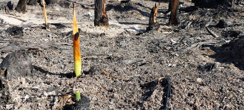 Los primeros rebrotes de totora.&nbsp;