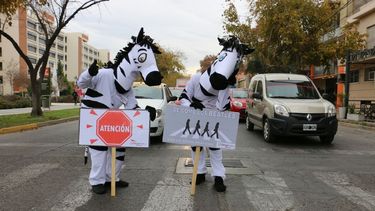 ¡Cuidado, cebras sueltas en San Juan!