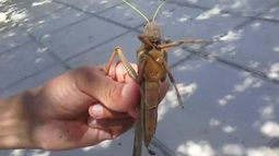 Invasión de langostas gigantes: ahora en Iglesia