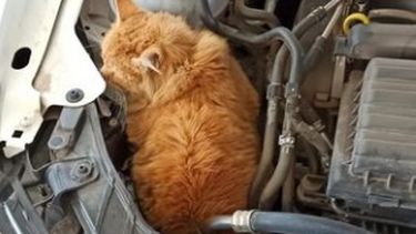 Un colado se metió al motor de un sanjuanino y le dio un tremendo susto cuando paró a echar nafta