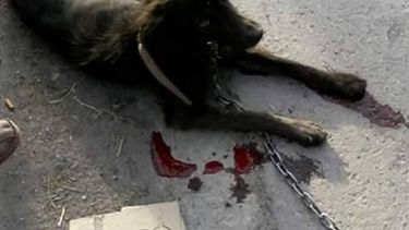 Ante el maltrato animal, eligen intervenir en el momentoJordán: Si hay maltrato animal, hay que denunciar”Enojo en las redes sociales por otro caso de maltrato animalIndignación por un hombre que arrastró a un perro con su auto hasta hacerlo sangrar