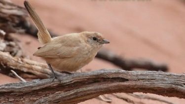 ¿Fanático de la naturaleza? Sumate a esta campaña de avistamiento de aves