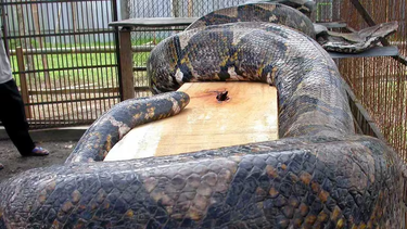 Imagen ilustrativa de una pitón similar a la que se devoró a la mujer en Indonesia.