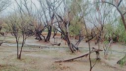 La Secretaría de Ambiente está trabajando en un ambicioso Plan de Forestación, en cuya primera etapa se implantará 4 mil árboles.