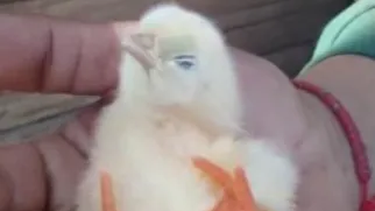 ¡Insólito! En Sarmiento nació un pollito de cuatro patas