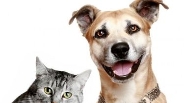 Programa de tenencia responsable y sanidad animal